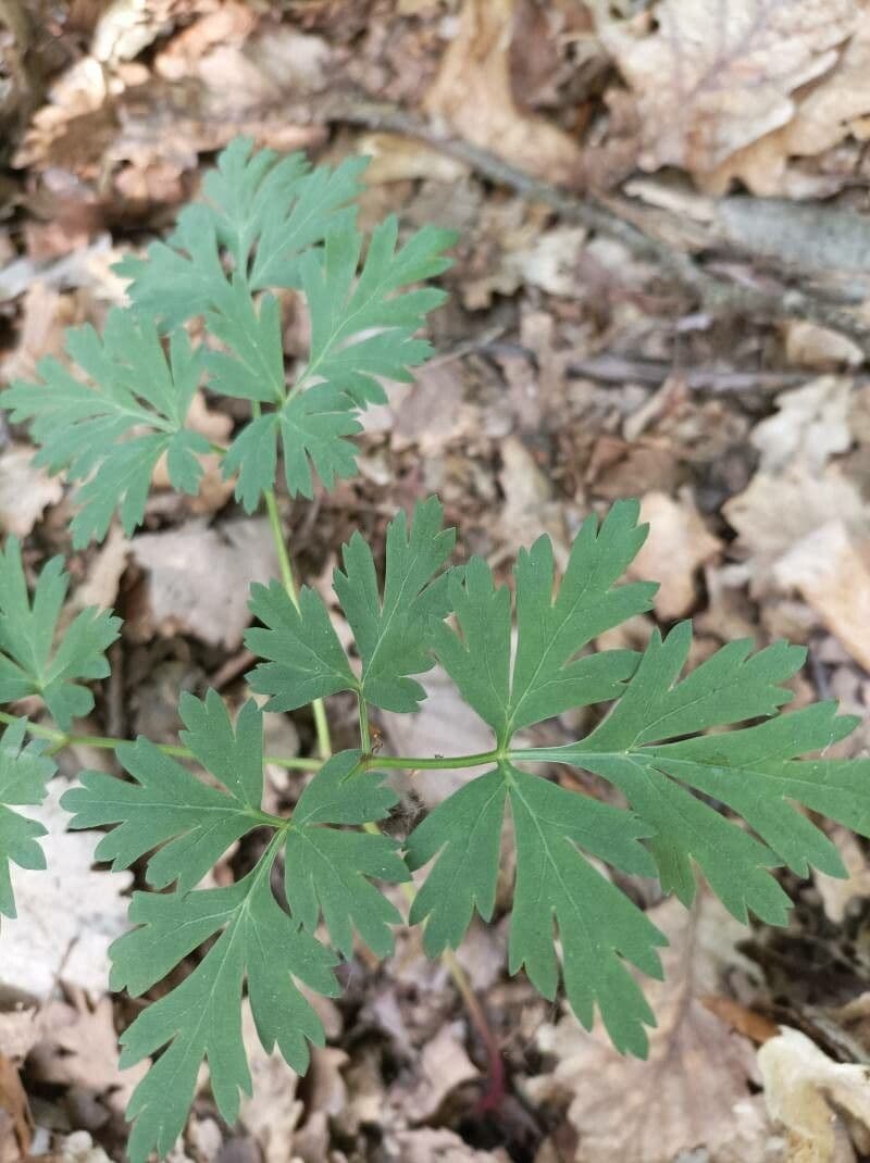 Physospermum della Cornovaglia 11