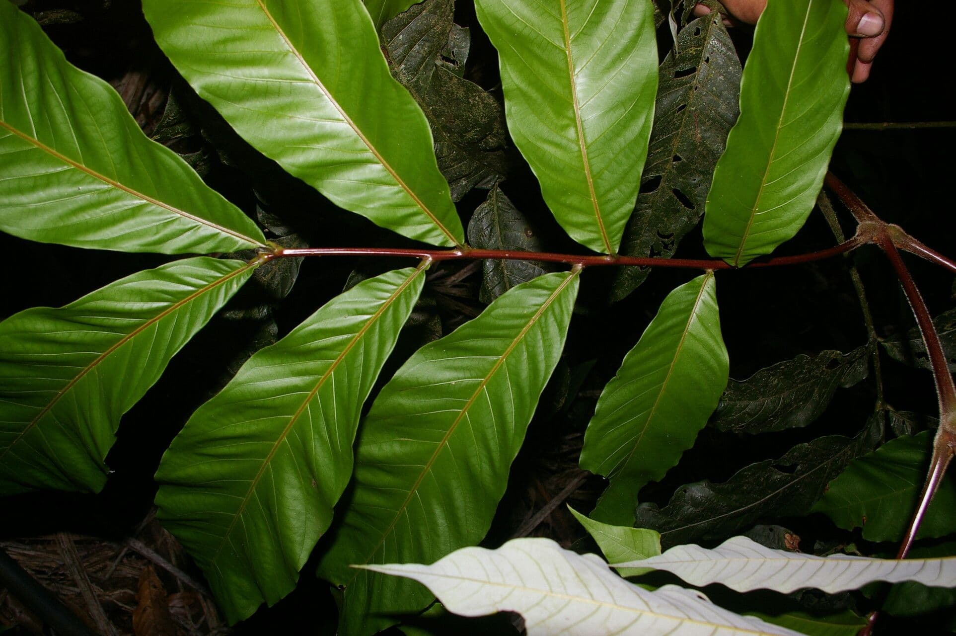 Oreomunnea 6
