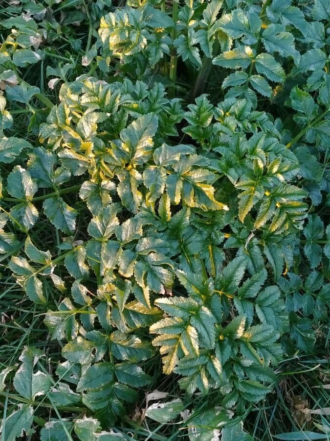 Angelica pachycarpa 15