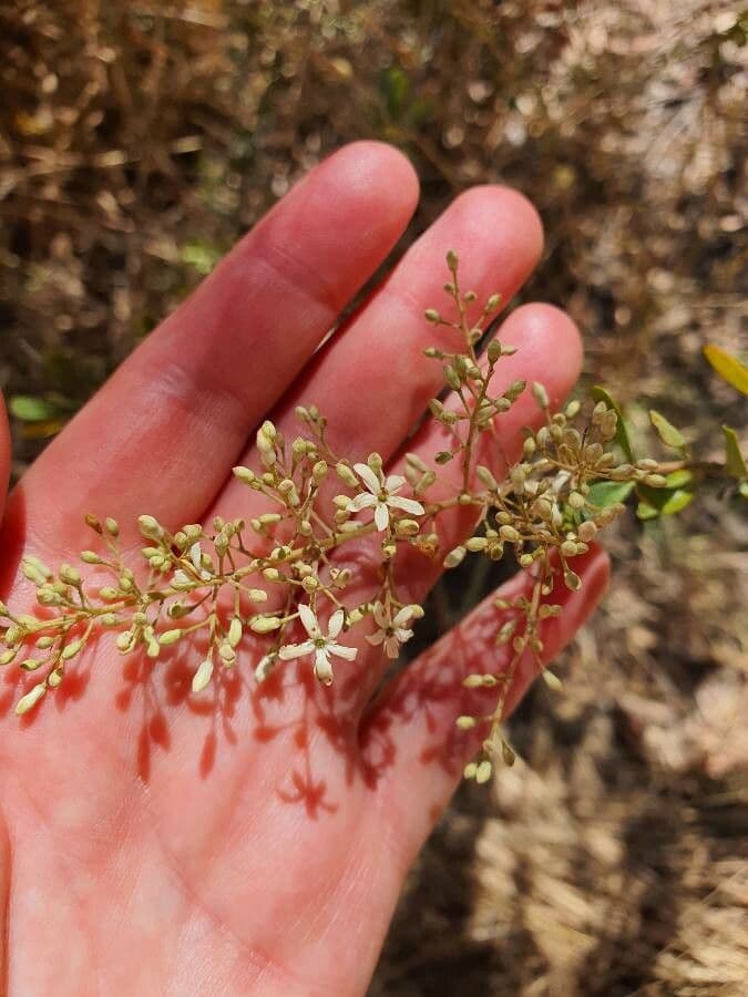 Bursaria spinosa 7