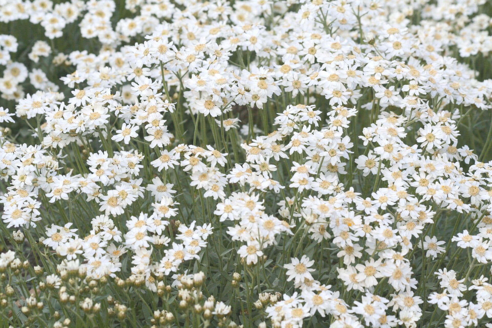 Achillea 3