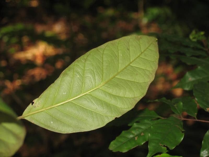 Discophora 3