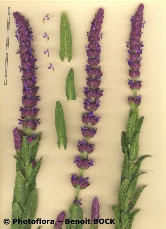 Nepeta tuberosa 18