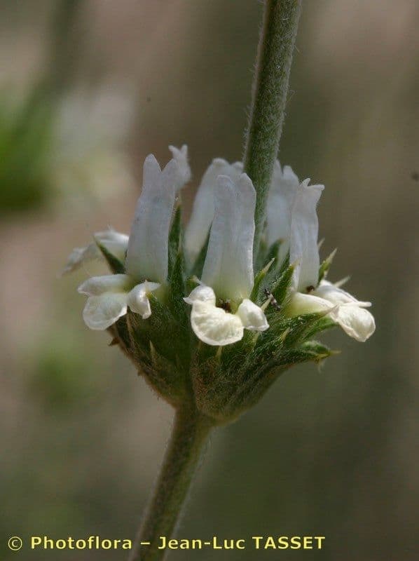 Sideritis leucantha 6