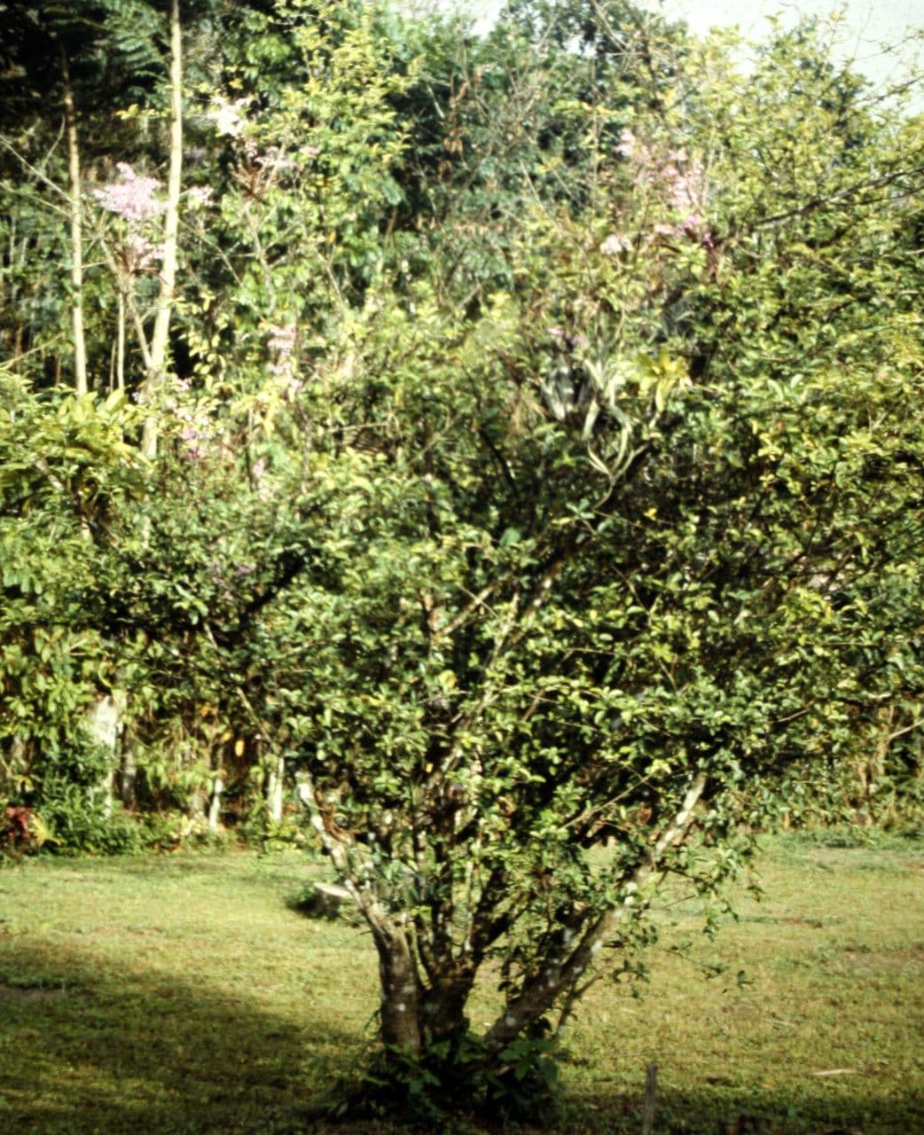 Ionopsis 9