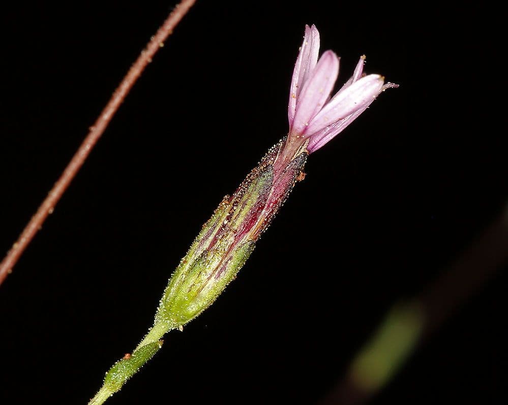Lessingia 4