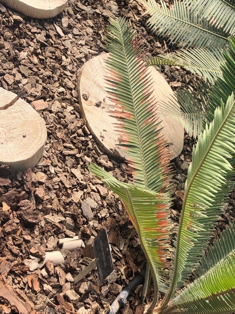 Dioon 4