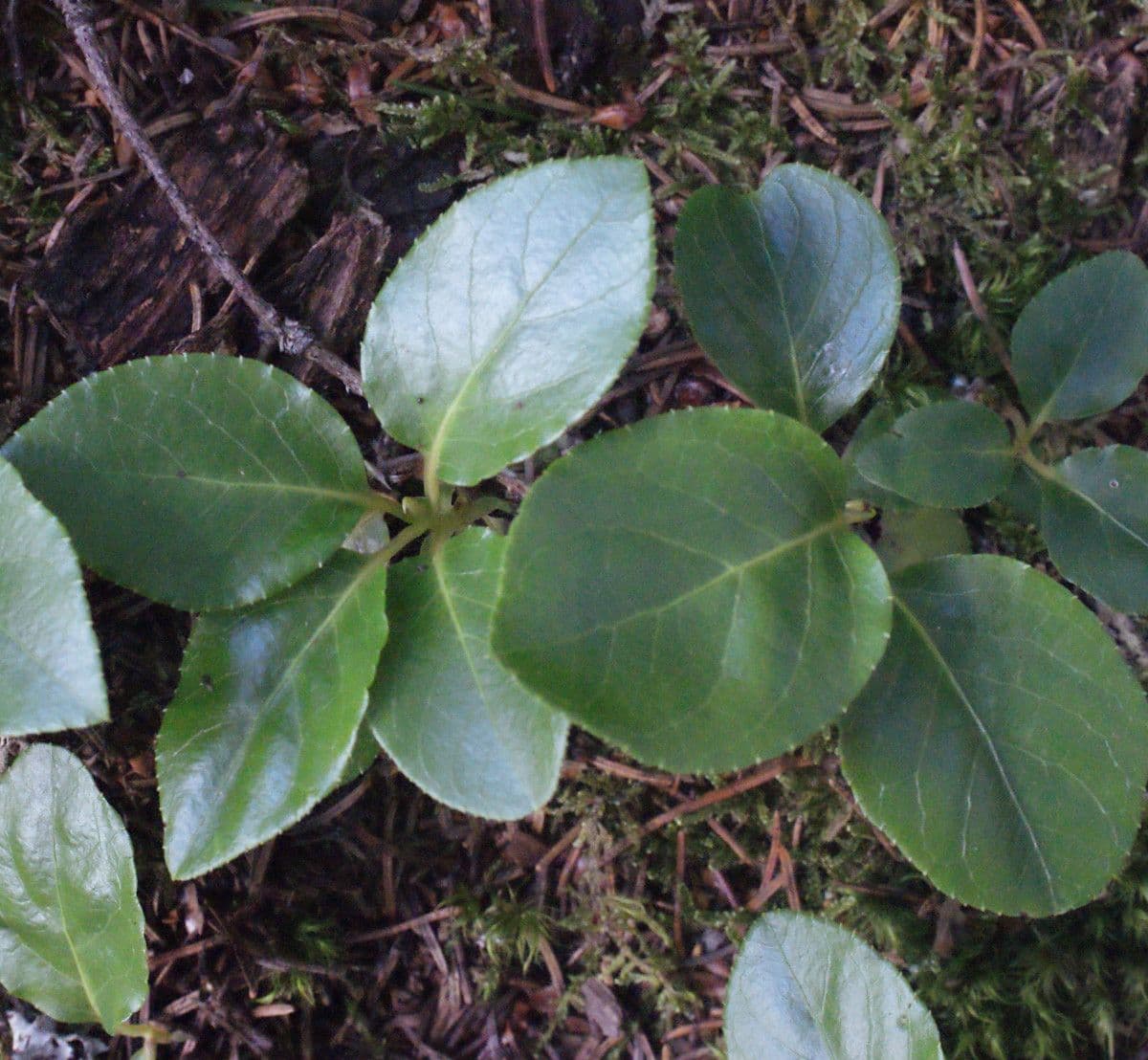 Serrated-wintergreen 17