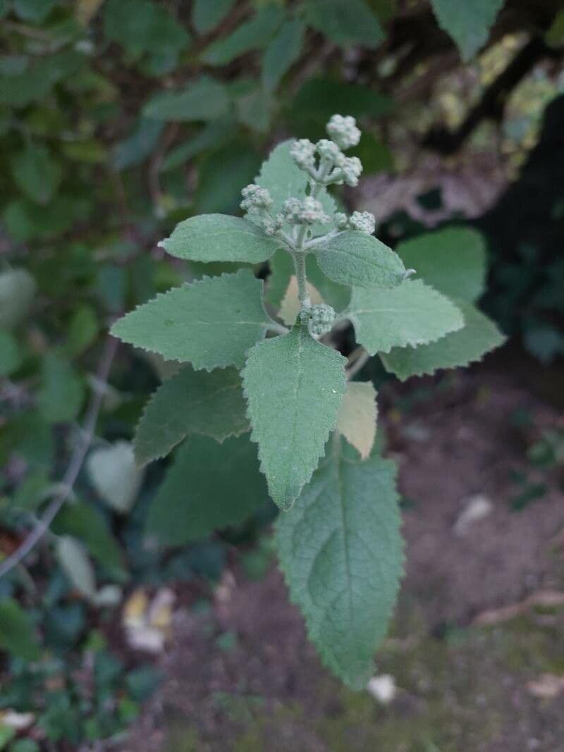Buddleja 5