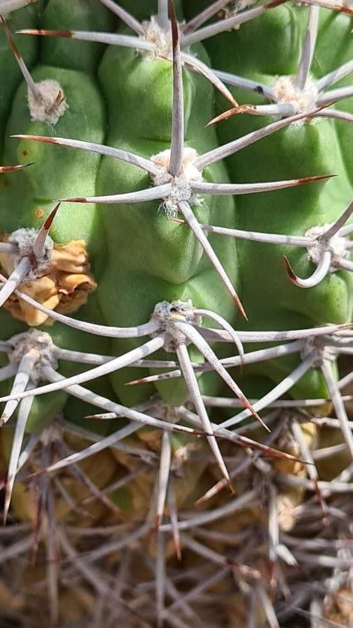 Cactus 4