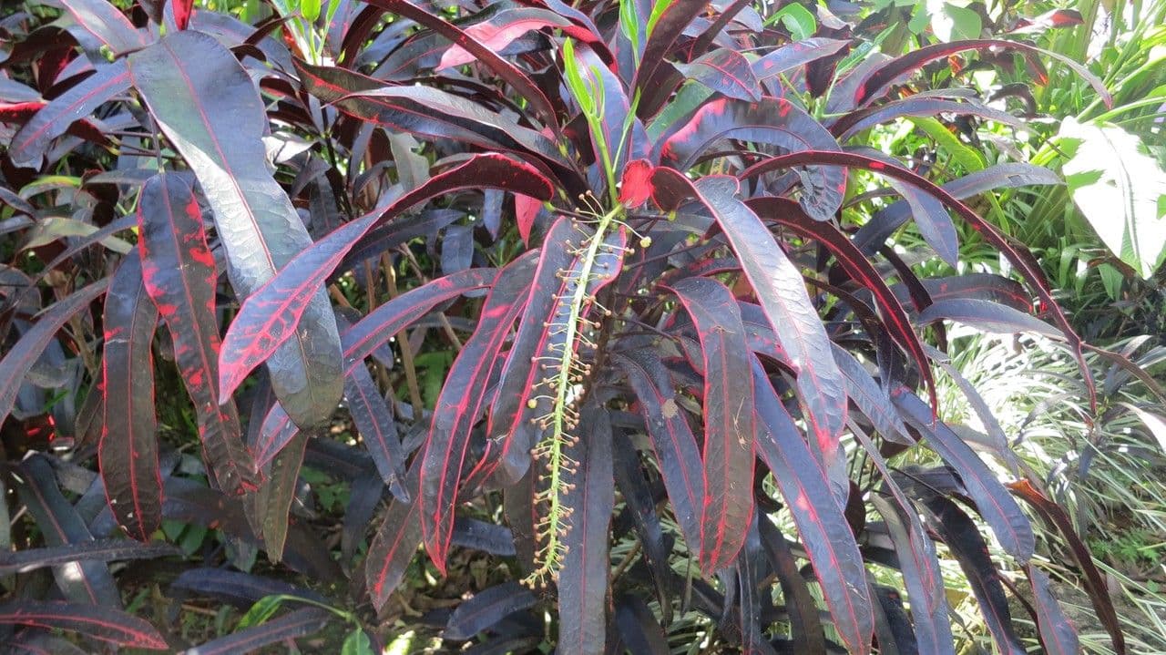 Croton variegato 9