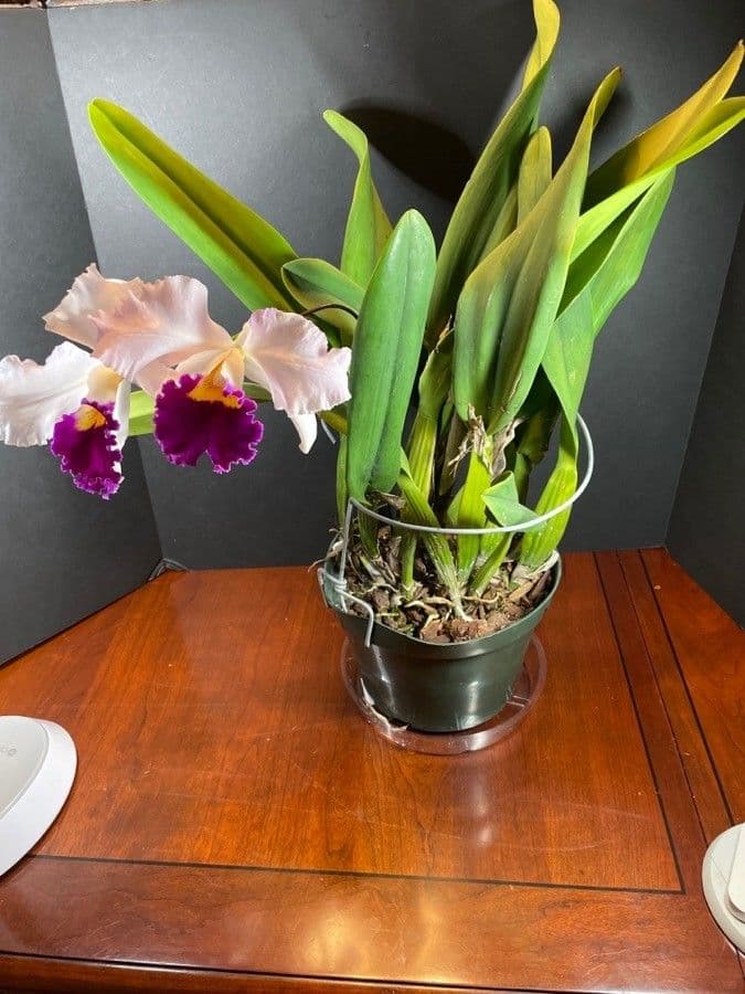 Cattleya 8