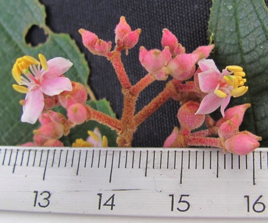 Miconia xalapská 21