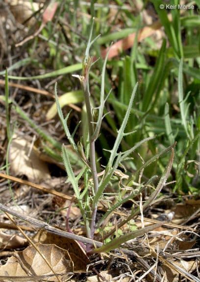 Thysanocarpus laciniato 15