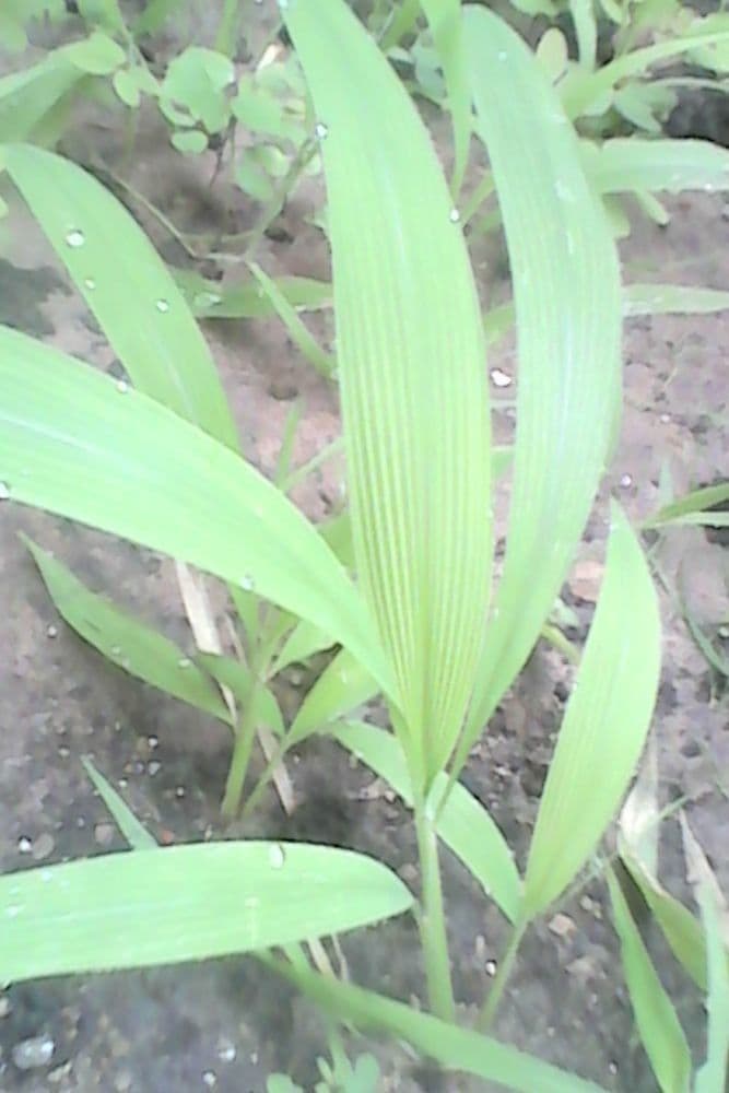 Gabel-Gras 4