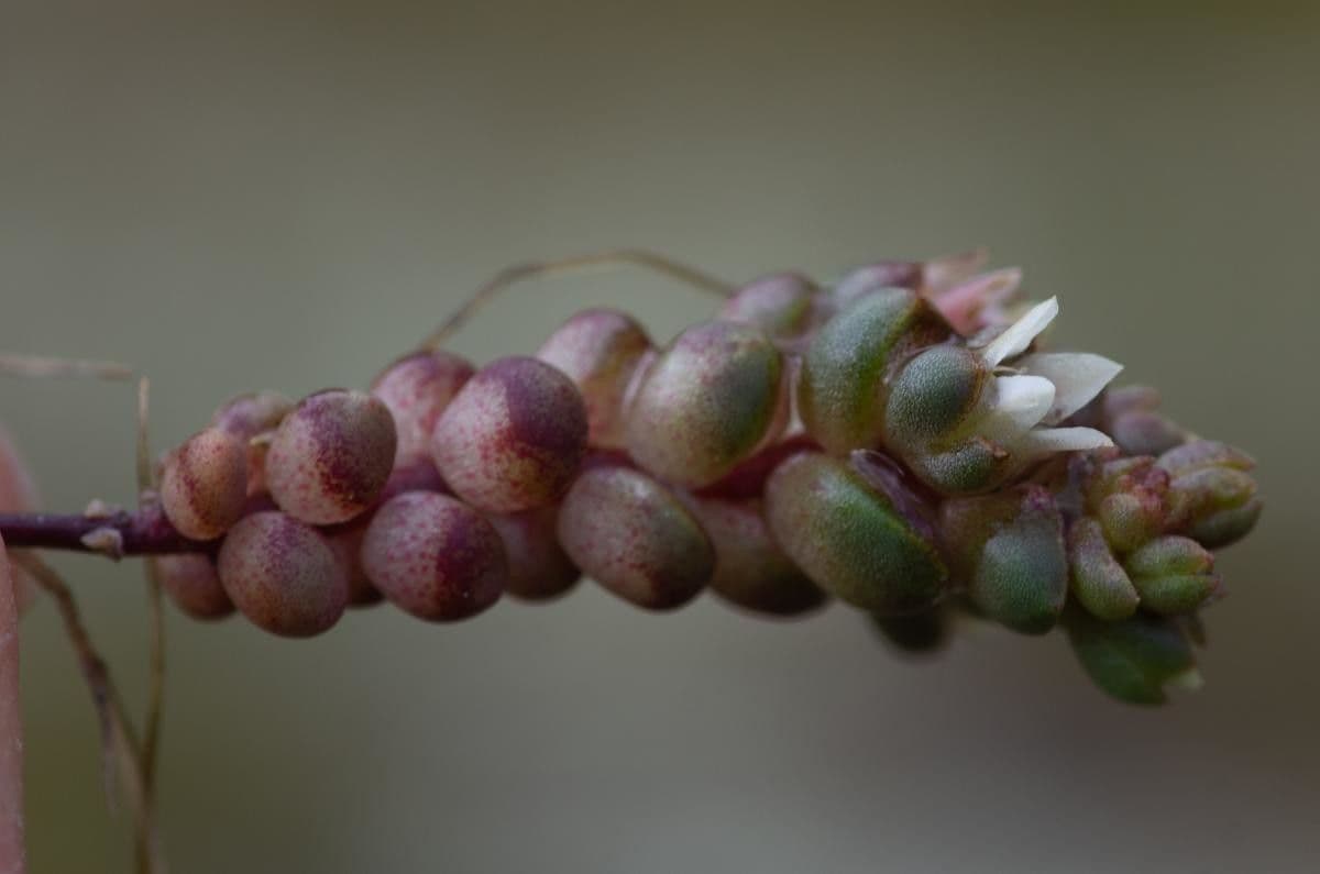 Borracina di Anjou 5