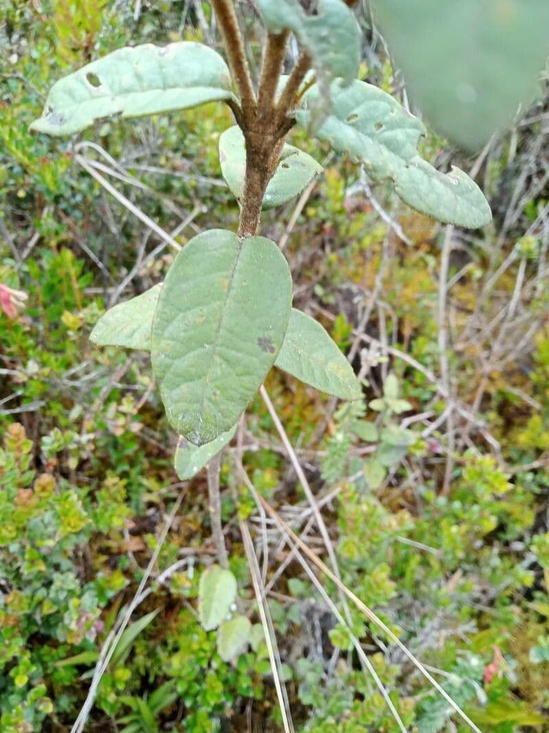 Ageratina 8