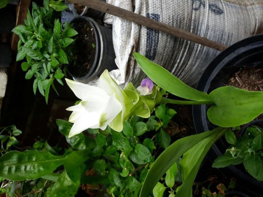 Siam-Tulpe 2