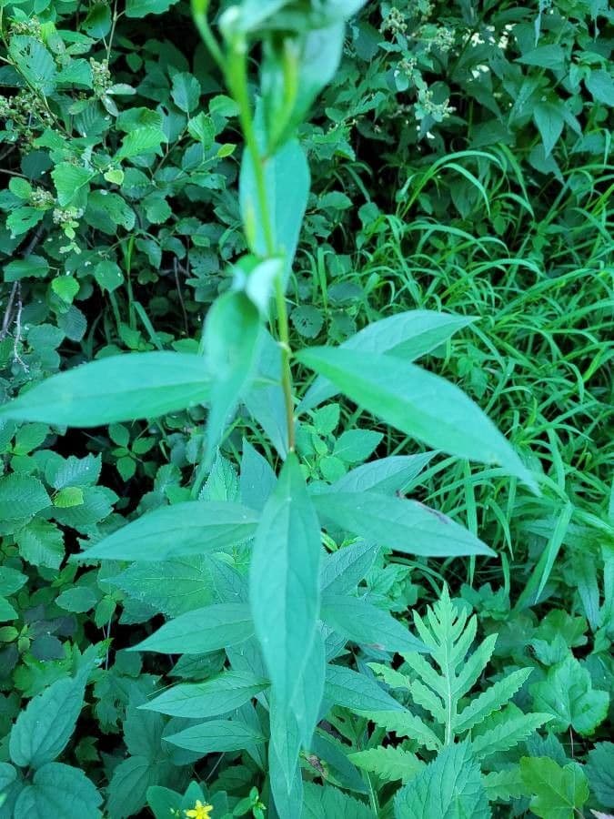 Doellingeria umbellata 11
