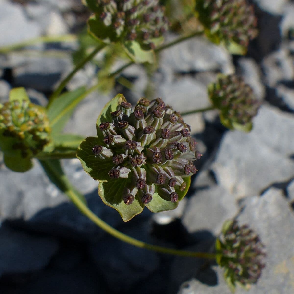 Bupleurum angulosum 2