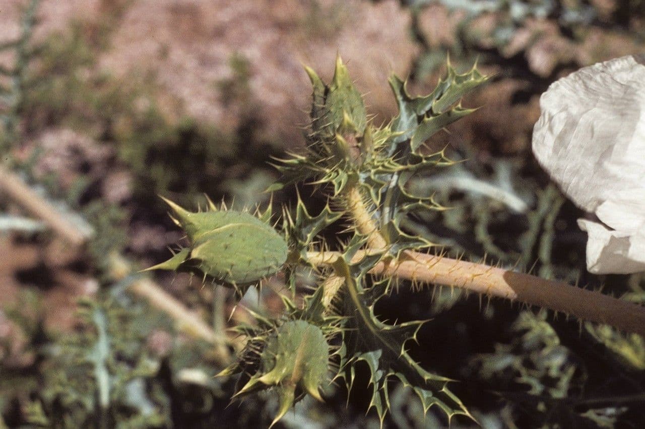 Stacheldistel 2