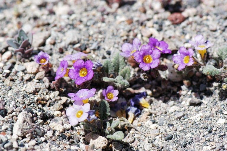 Phacelia 7