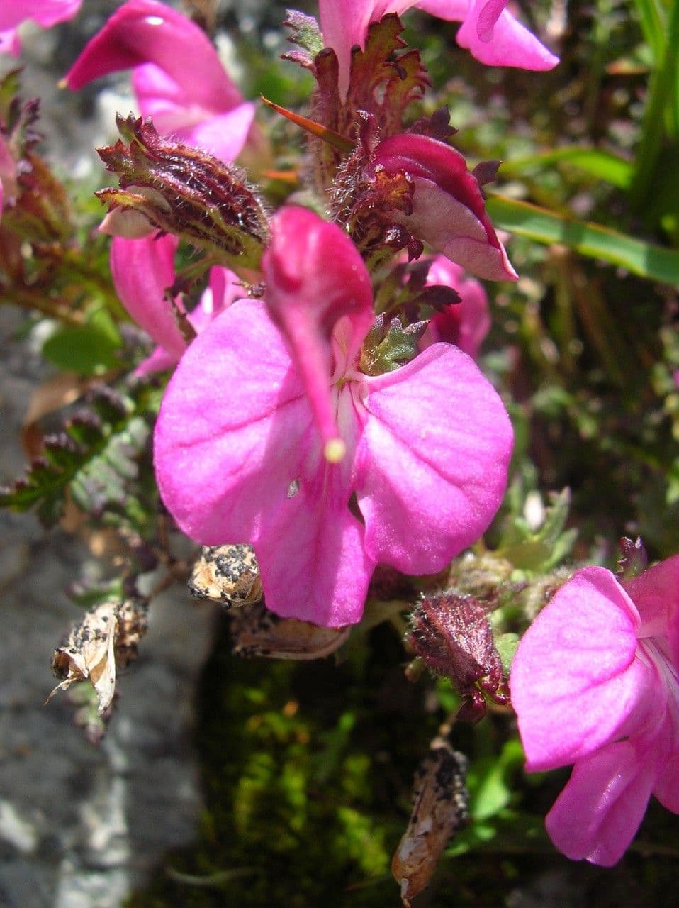 Pedicularis kerneri