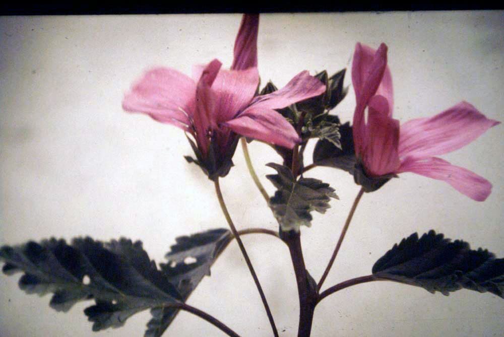 Malope malacoides 4
