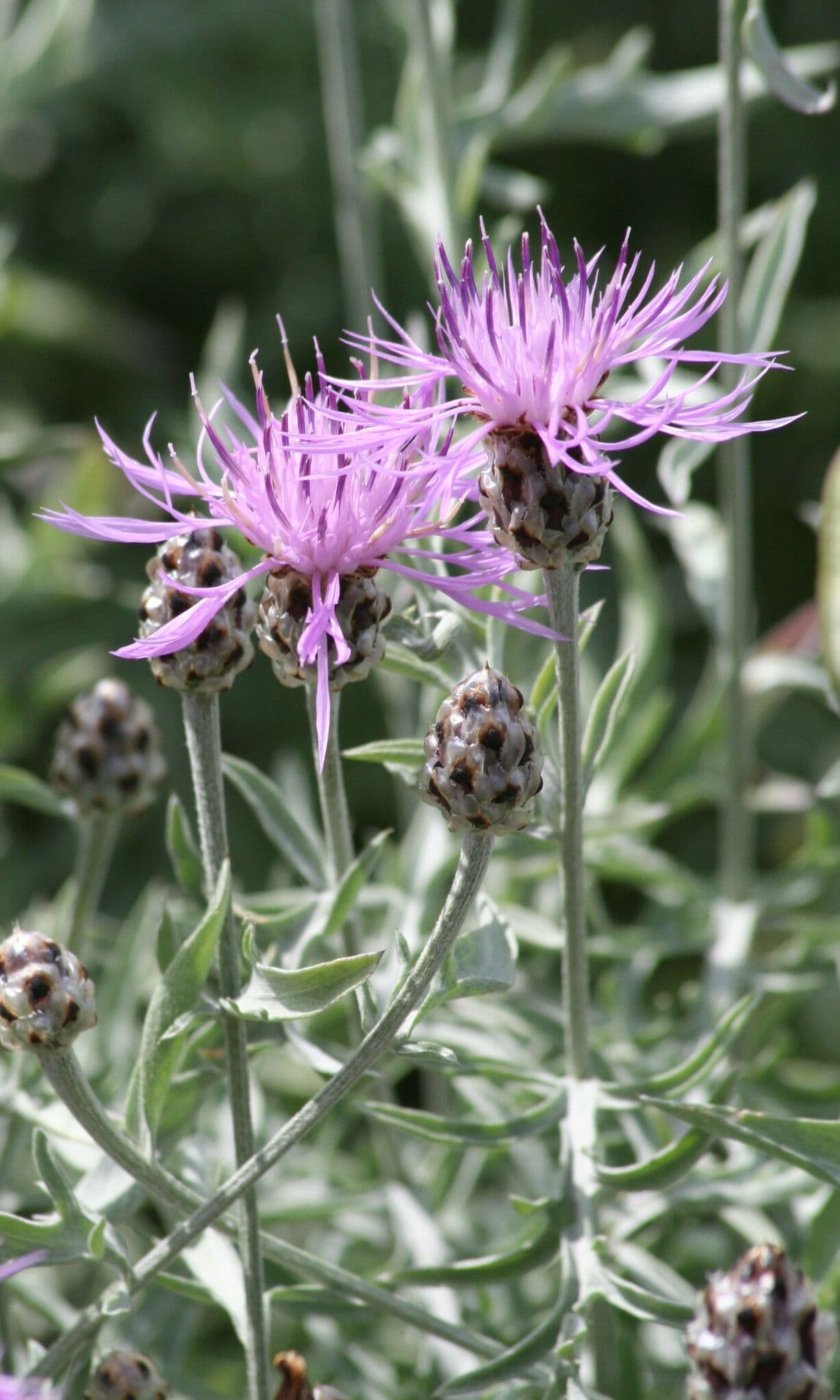 Centaurea 3
