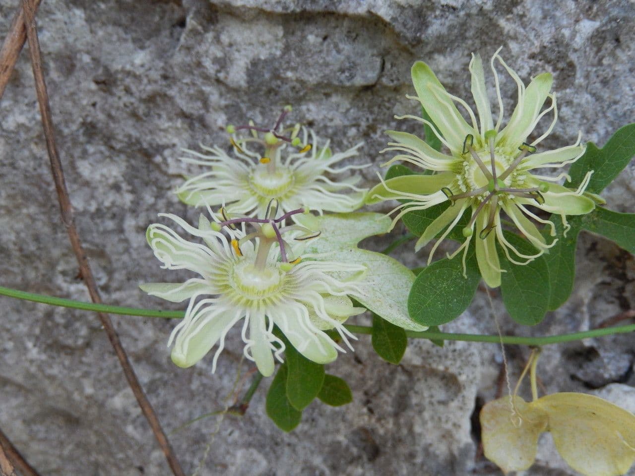 Passiflora 3