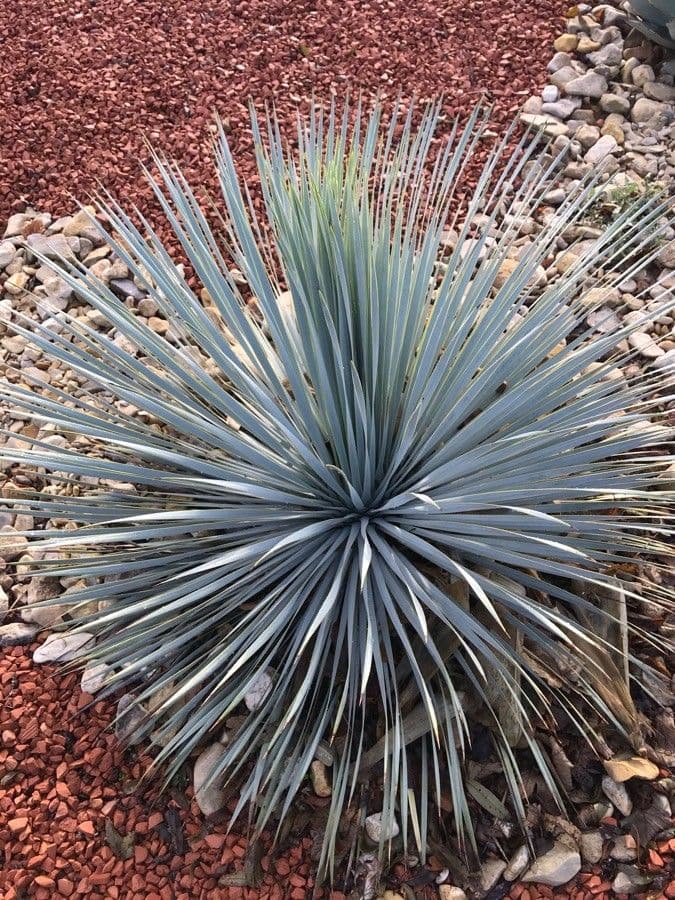 Whipples Yucca 14