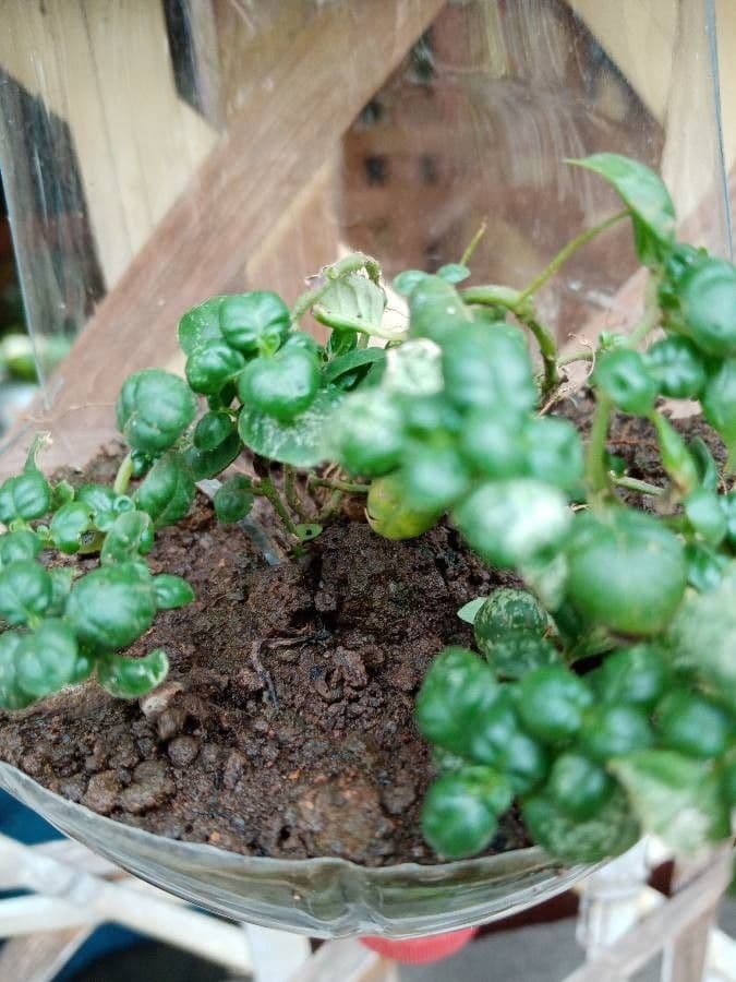 Lophomyrtus bullata 3