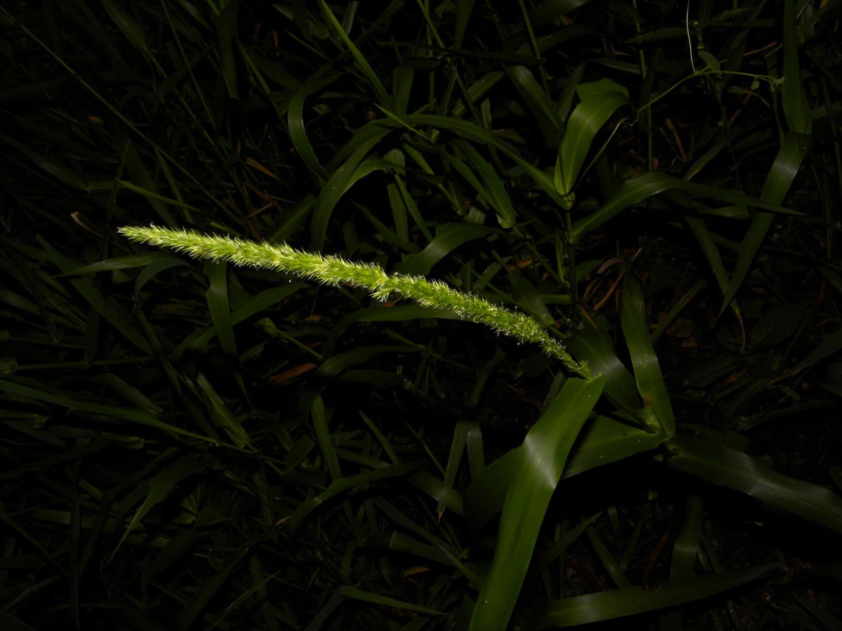 Hymenachne amplexicaulis 9