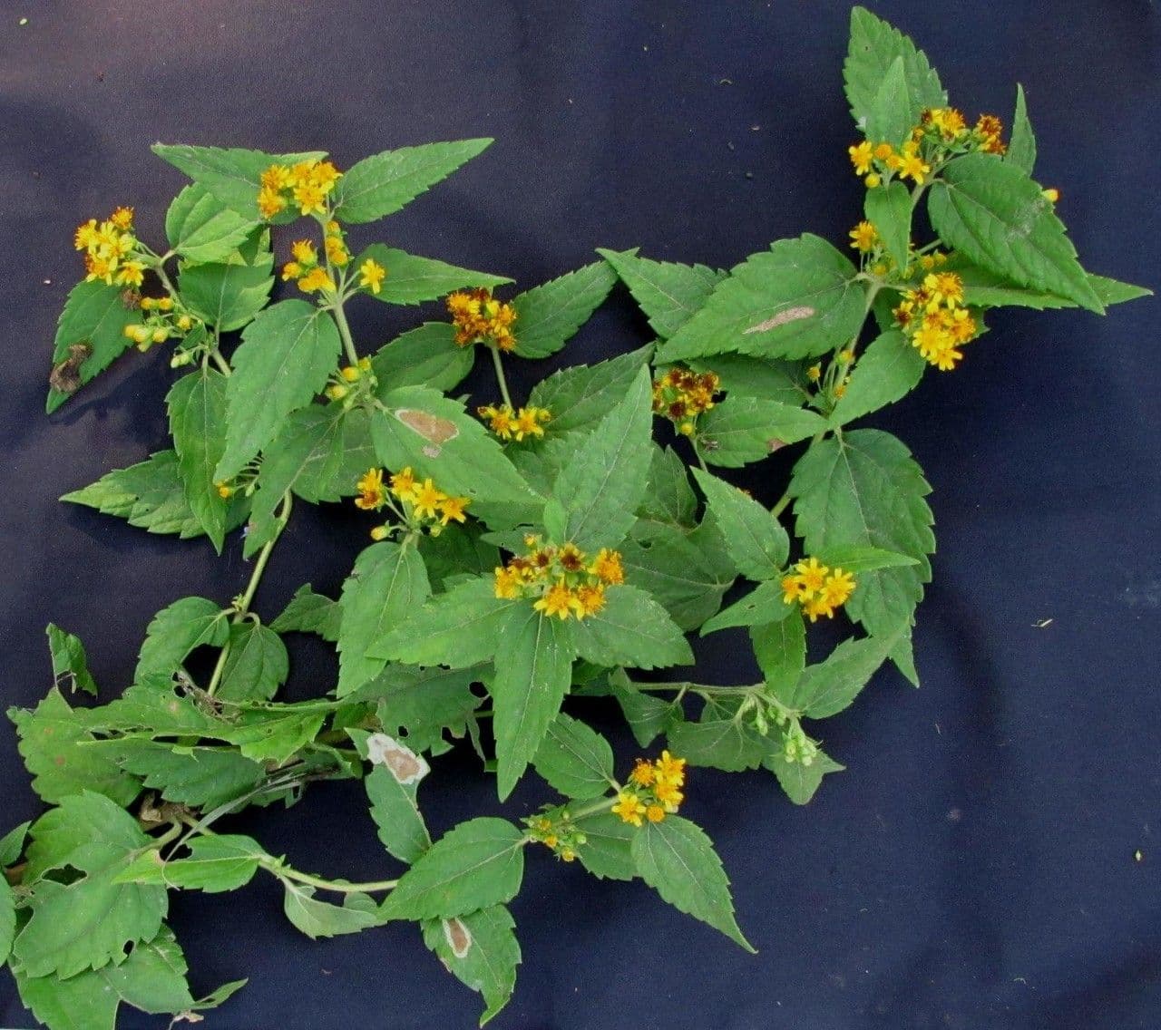 Calea urticifolia 11