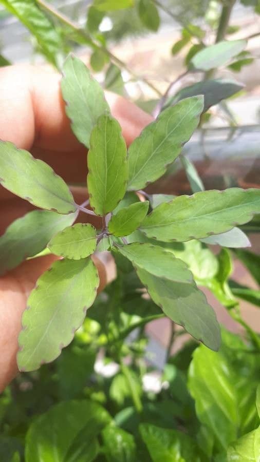 Cilantro de monte 17