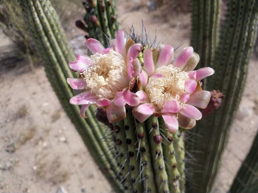 Cactus organo 8