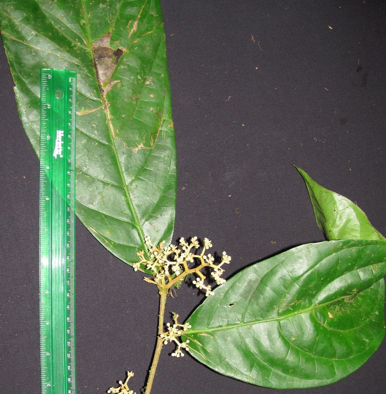 Discophora 12