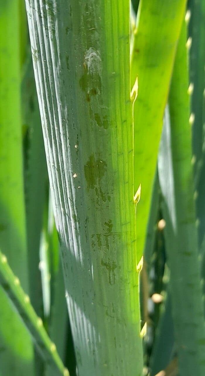 Panicaut à feuilles de pandanus 13