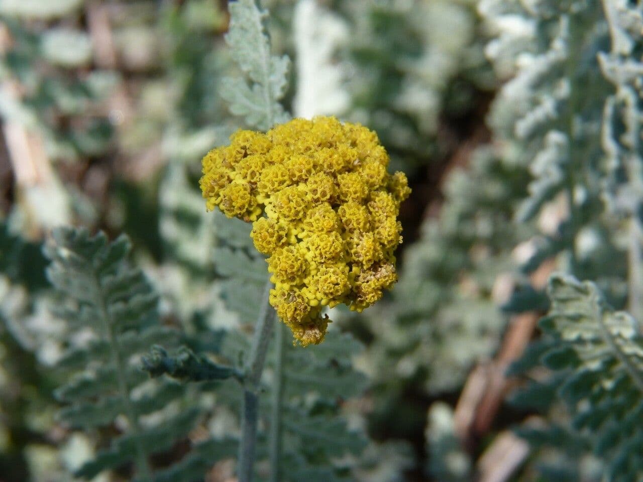 Achillea scutellata 5
