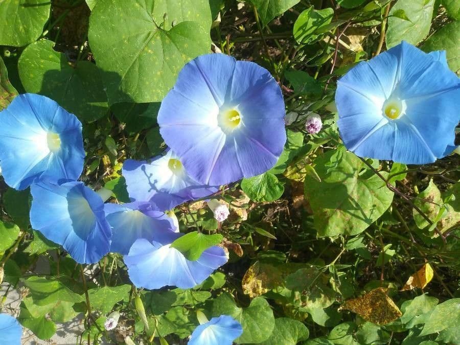 Ipomoea tricolor 2