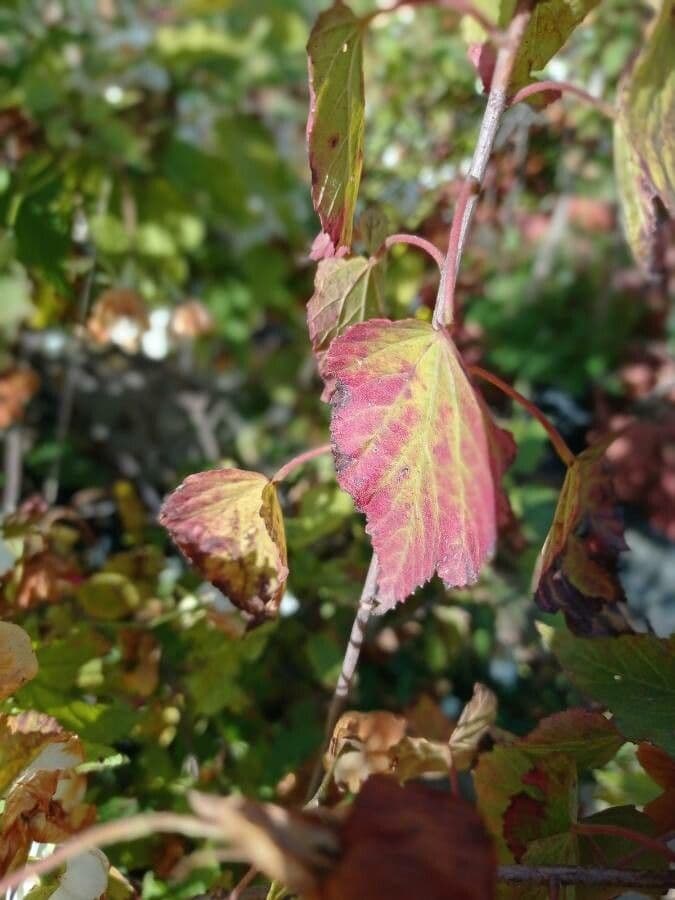 Dombeya 8