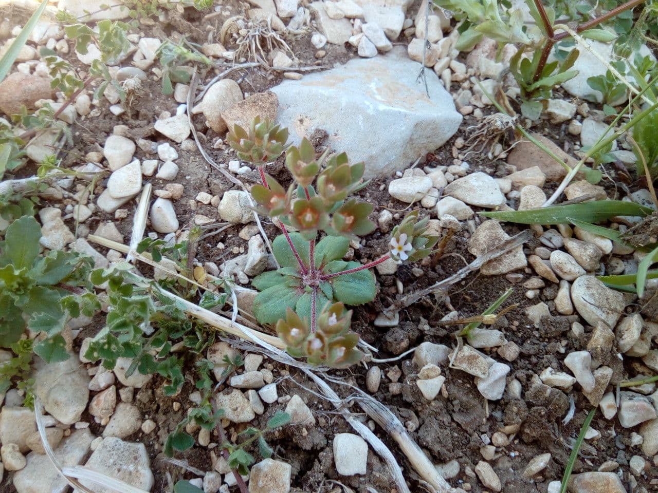 Androsace maxima 10