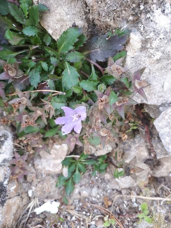 Campanula dei Carpazi 18