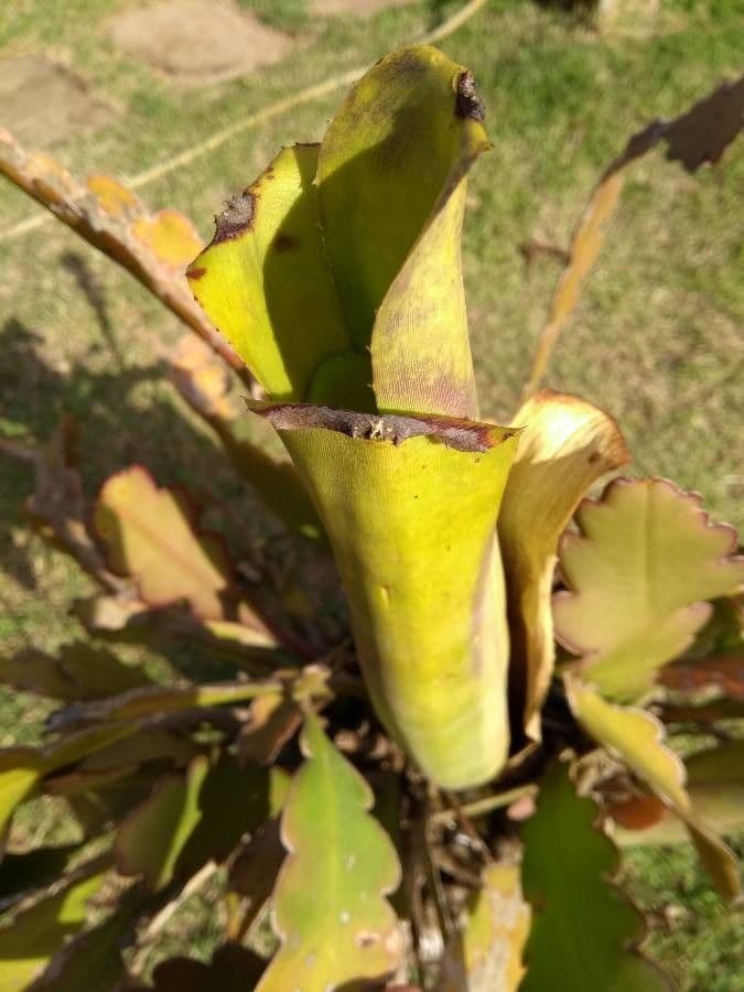 Bromelia carnivora 3
