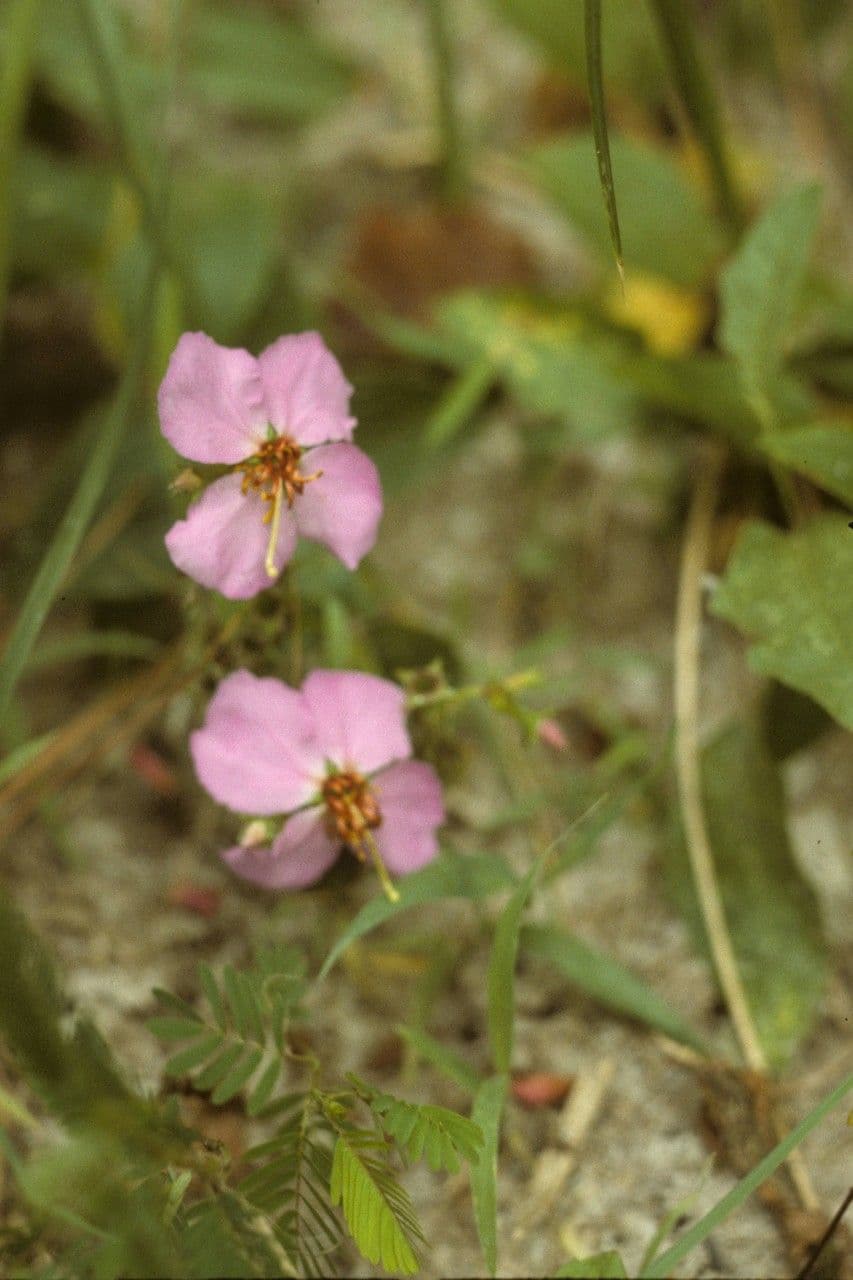 Tipularia discolor 7
