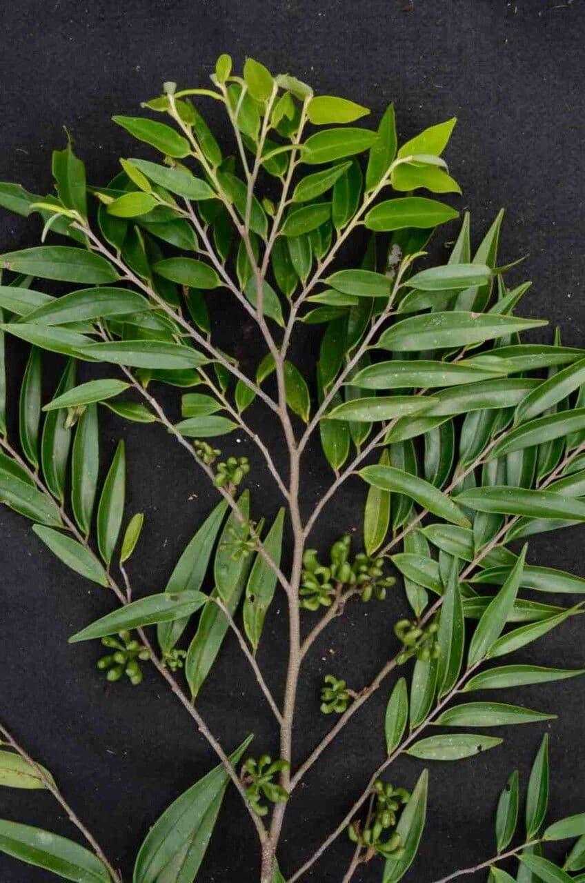 Xylopia brazylijska 8