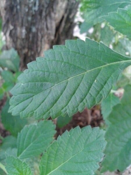 Turnera subulata 12