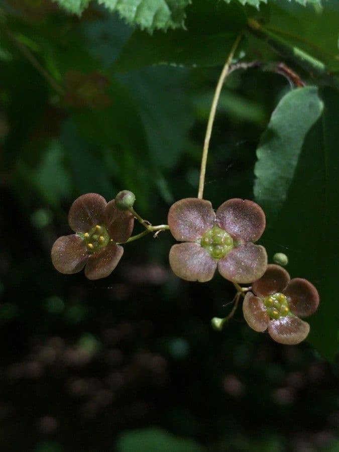 Euonymus 9