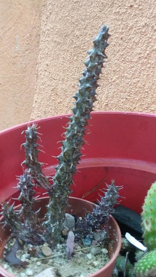 Edithcolea 9