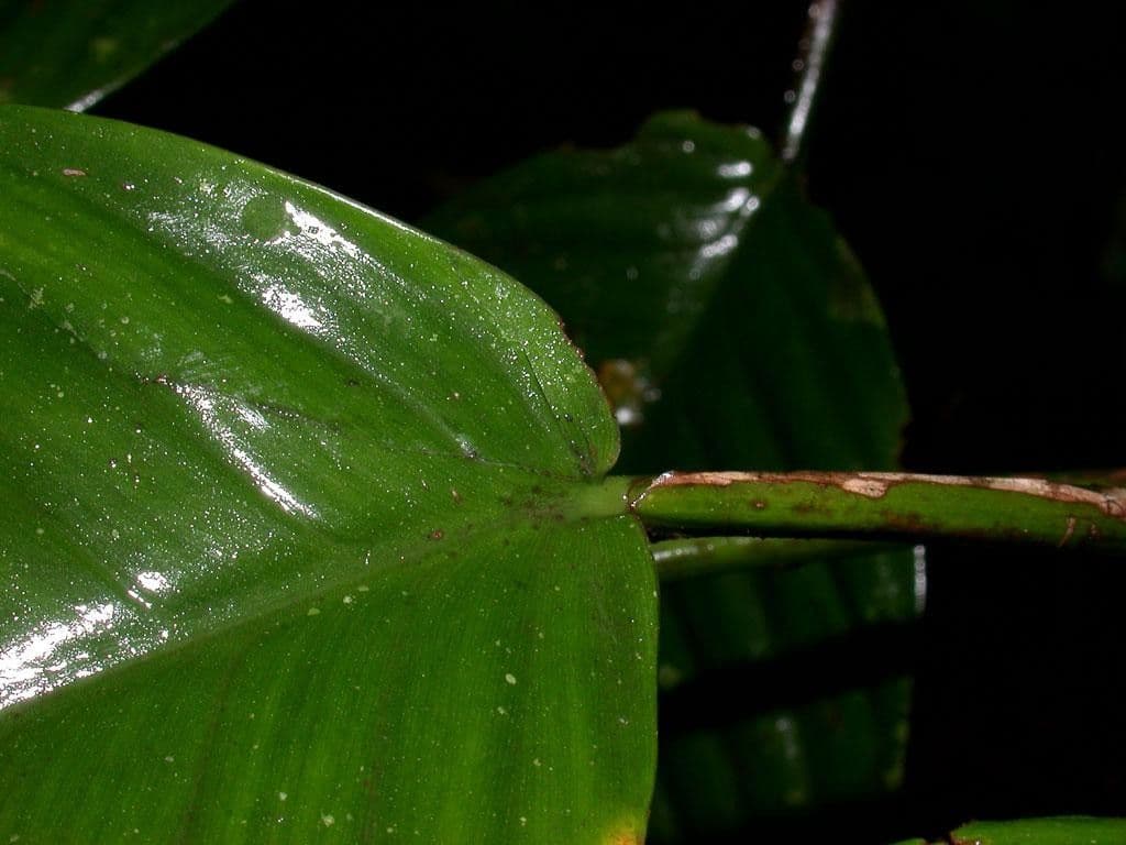 Philodendron 6